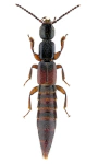 Lathrobium geminum