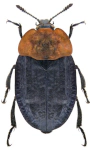 Oiceoptoma thoracicum