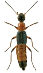 Paederus fuscipes