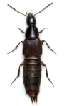 Philonthus longicornis
