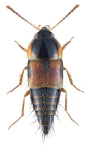 Tachyporus hypnorum