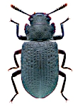 atlas taxonomie 110 150