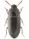 Diaclina fagi
