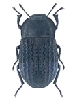 Opatrum sabulosum