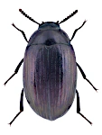 Platydema violacea