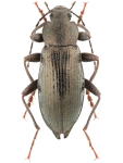 Stenomax aeneus