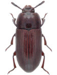 Uloma culinaris