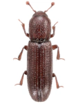 Oxylaemus cylindricus