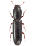 Teredus cylindricus