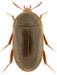 Eustrophus dermestoides