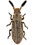 Orthocerus clavicornis