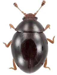 Sphaerosoma globosum (Sturm, 1807), 1,2 - 1,6 mm