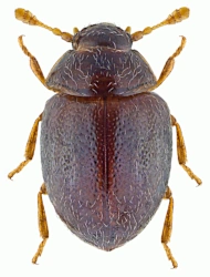 Sphaerosoma pilosum (Panzer, 1793), 1,4 - 1,6 mm