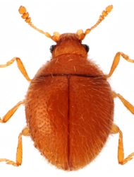 Sphaerosoma quercus (Samouelle, 1819), 1,2 - 1,4 mm