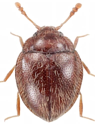 Clemmus troglodytes (Hampe, 1850), 1,8 - 2 mm