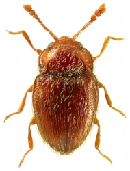 Symbiotes gibberosus (P. H. Lucas, 1846), 1,5 - 1,8 mm