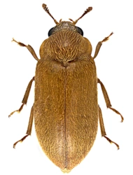 Byturus ochraceus (Scriba, 1790), 4 - 4,6 mm