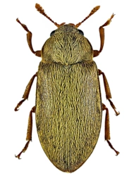 Byturus tomentosus (DeGeer, 1774), 3,2 - 4 mm