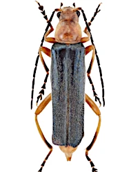 Ancistronycha violacea (Paykull, 1798)