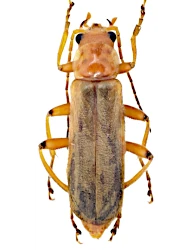 Cantharis (Cantharis) cryptica (Ashe, 1947)