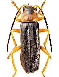 Cantharis (Cantharis) flavilabris (Fallen, 1807)