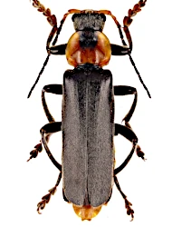 Cantharis (Cantharis) fusca (Linnaeus, 1758)
