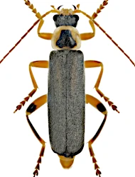 Cantharis (Cantharis) nigricans (O.F. Müller, 1776)
