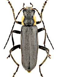 Cantharis (Cantharis) obscura (Linnaeus, 1758)