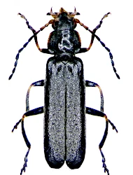 Cantharis (Cantharis) paludosa (Fallen, 1807)
