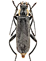 Cantharis (Cantharis) paradoxa (Hicker, 1960)