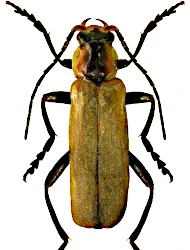 Cantharis (Cantharis) quadripunctata (O.F. Miiller, 1776)