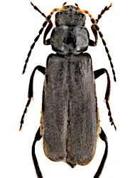 Cantharis (Cantharis) tristis (Fabricius, 1798)