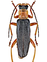 Cordicantharis longicollis (Kiesenwetter, 1859)