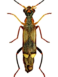 Malthinus (Malthinus) balteatus (Suffrian, 1851)