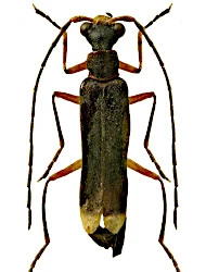 Malthinus (Malthinus) biguttatus (Linnaeus, 1758)