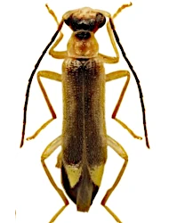 Malthinus (Malthinus) facialis (C. G. Thomson, 1864)