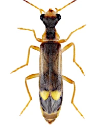 Malthinus (Malthinus) fasciatus (A. G. Olivier, 1790)
