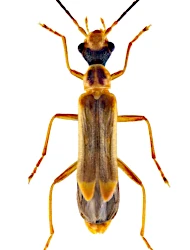 Malthinus (Malthinus) flaveolus (Herbst, 1786)