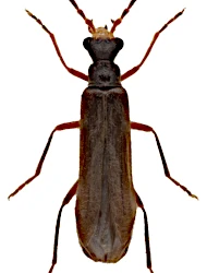 Malthinus (Malthinus) frontalis (Marsham, 1802)