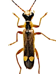 Malthinus (Malthinus) glabellus (Kiesenwetter, 1852)