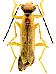 Malthinus (Malthinus) seriepunctatus (Kiesenwetter, 1852)