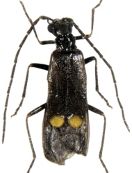 Malthodes (Malthodes) alpicola (Kiesenwetter, 1852)