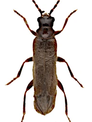 Malthodes (Malthodes) brevicollis (Paykull, 1798)