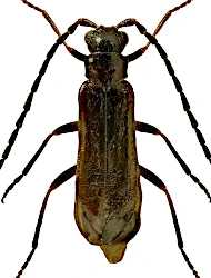 Malthodes (Malthodes) crassicornis (Maeklin, 1846)