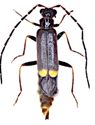 Malthodes (Malthodes) debilis (Kiesenwetter, 1852)