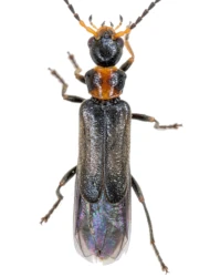Malthodes (Malthodes) dimidiaticollis dimidiaticollis (Rosenhauer, 1847)