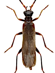 Malthodes (Malthodes) fibulatus (Kiesenwetter, 1852)
