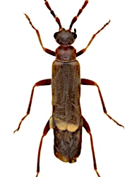 Malthodes (Malthodes) flavoguttatus (Kiesenwetter, 1852)