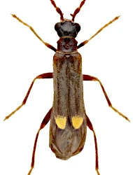 Malthodes (Malthodes) fuscus (Waltl, 1838)