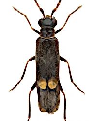 Malthodes (Malthodes) guttifer (Kiesenwetter, 1852)